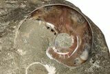 Polished Fossil Nautilus (Cymatoceras) and Ammonite - Madagascar #197177-3